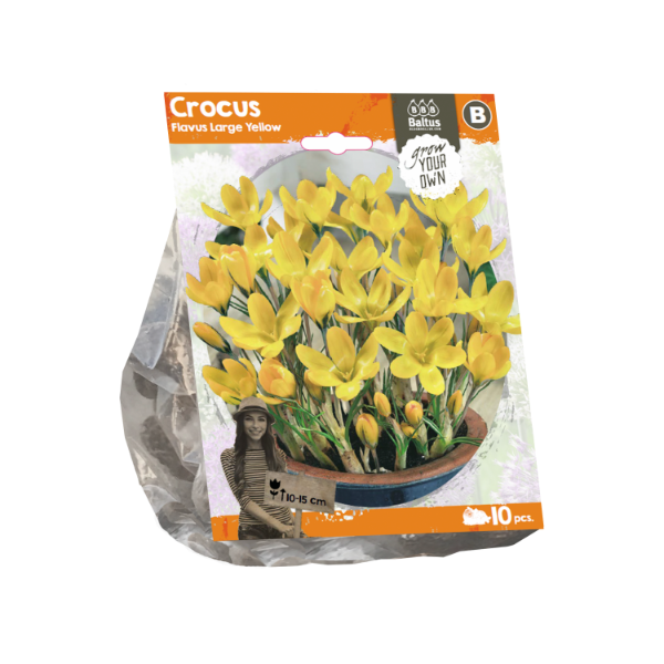 Crocus Flavus Large Yellow (Sp) per 10