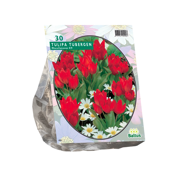 Tulipa Tubergen Variëteit per 30