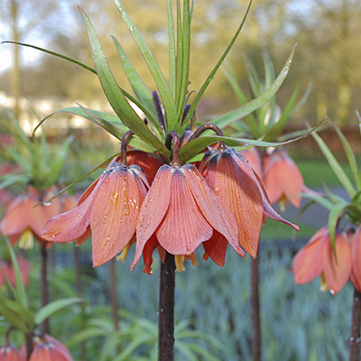 keizerskroon-(Fritillary-imperialis-Beethoven)