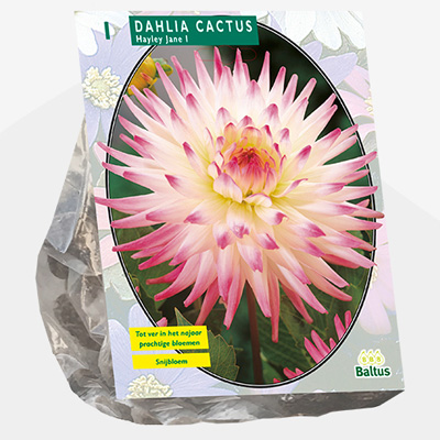 dahlia (Dahlia-Cactus-Hayley-Jane-per-1)