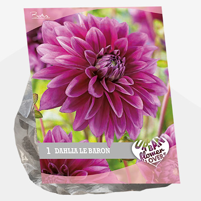 dahlia Urban-Flowers-Selectie-(Dahlia-Le-Baron-per-1)