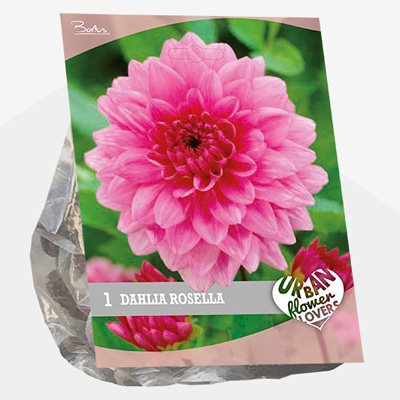 dahlia Urban-Flowers-Selectie-(Dahlia-Rosella-per-1)