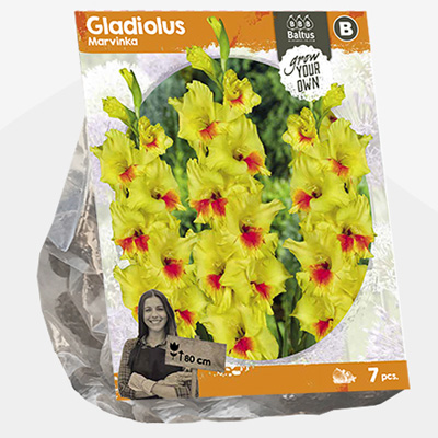 zwaardlelie (Gladiolus-Marvinka-SP-per-7)