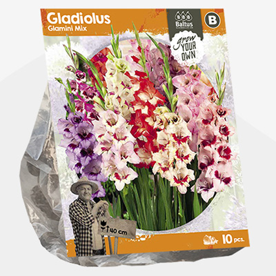 zwaardlelie (Gladiolus-Nanus-Mix-SP-per-10)