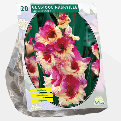 zwaardlelie (Gladiolus-Nashville-per-20)