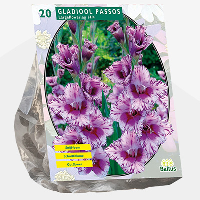 zwaardlelie (Gladiolus-Passos-per-20)