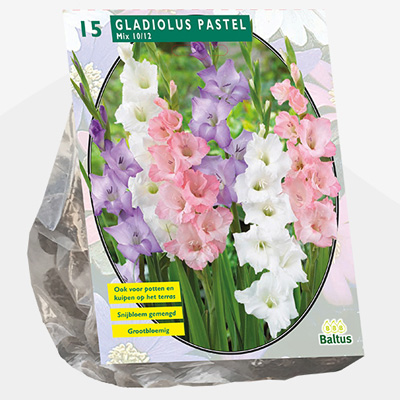 zwaardlelie (Gladiolus-Pastel-Mix-per-15)