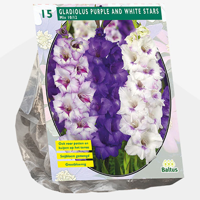 zwaardlelie (Gladiolus-Purple-and-White-Stars-per-15)