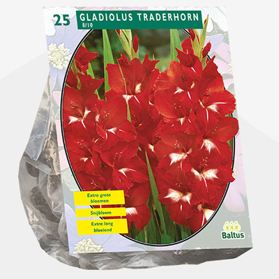 zwaardlelie (Gladiolus-Traderhorn-per-25)
