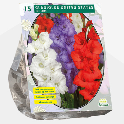 zwaardlelie (Gladiolus-United-States-Mix-per-15)