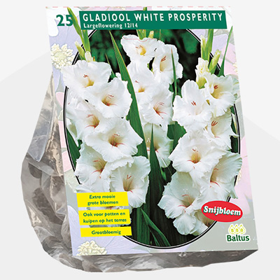 zwaardlelie (Gladiolus-White-Prosperity-per-25)