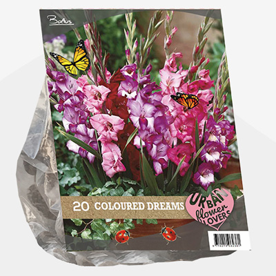 zwaardlelie Urban-Flowers-Selectie-(Gladiolus-Coloured-Dreams-per-20)