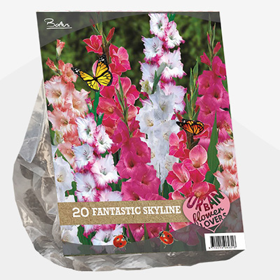 zwaardlelie Urban-Flowers-Selectie-(Gladiolus-Fantastic-Skyline-per-20)