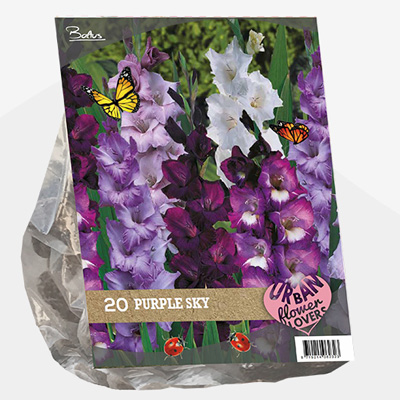 zwaardlelie Urban-Flowers-Selectie-(Gladiolus-Purple-Sky-per-20)