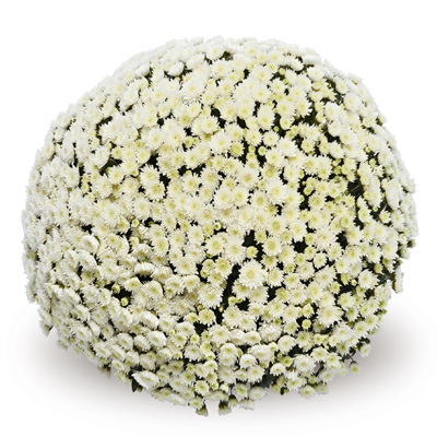 bolchrysant (Belgian Mums Classic Matari-white)