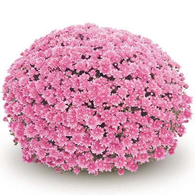 bolchrysant (Belgian Mums Classic Mefisto-pink)