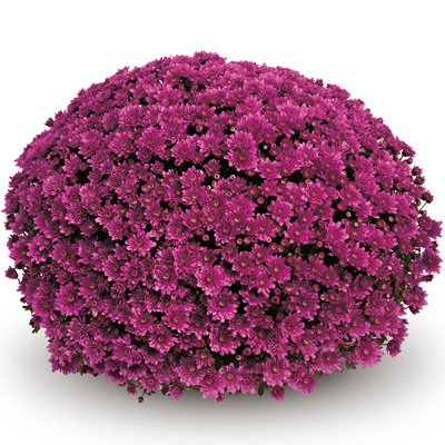 bolchrysant (Belgian Mums Classic Mefisto-purple)