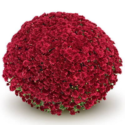 bolchrysant (Belgian Mums Classic Mefisto-red)