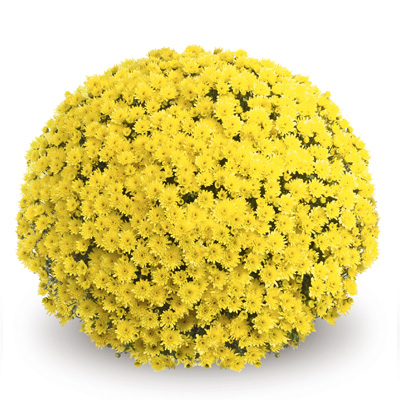 bolchrysant (Belgian Mums Classic Mefisto-yellow)