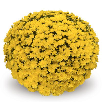 bolchrysant (Belgian Mums Classic Murano-yellow)
