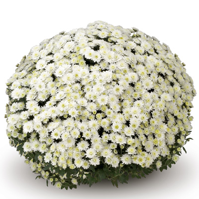 bolchrysant (Belgian Mums Classic Pianello-white)