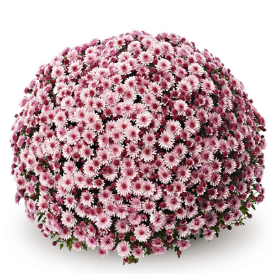 bolchrysant (Belgian Mums Classic Tonato-pink)
