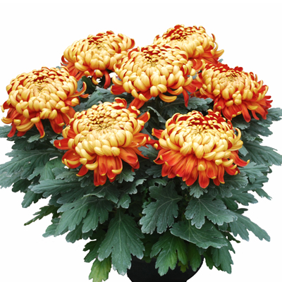 Schaal 25-cm bolchrysanten oranje