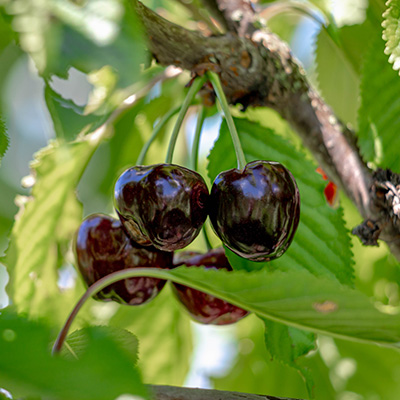 kerselaar-struik-(Prunus-avium-Griotte-du-Nord)