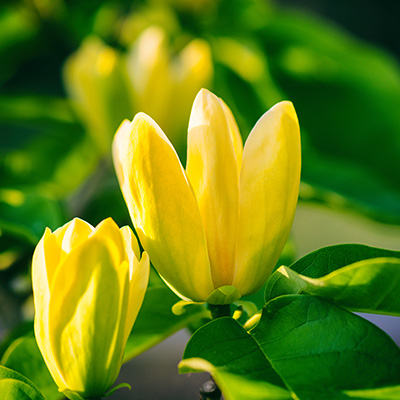 gele tulpenboom-(Magnolia-x-Yellow-Bird)