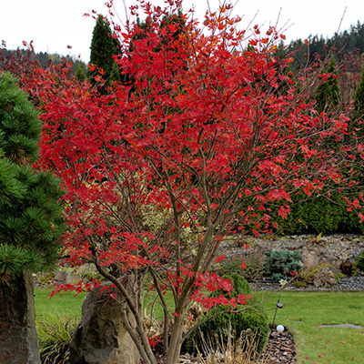 Karu paar Veronderstelling japanse esdoorn (Acer-palmatum-Bloodgood) - Tuinplanten DEN KREUPEL