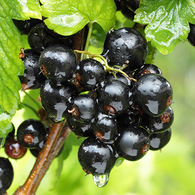 zwarte bes / zwarte aalbes /cassisbes / patersbes / zwarte jeneverbes (Ribes-nigrum)