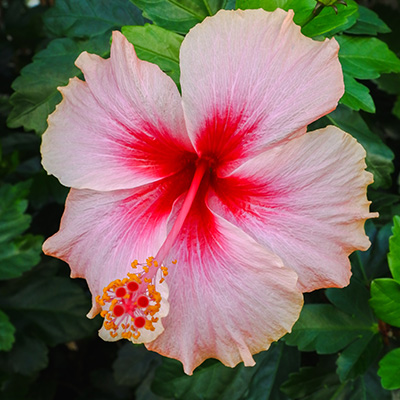 Chinese-roos-(Hibiscus-rosa-sinensis-Pink-Red)
