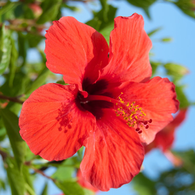 Chinese-roos-(Hibiscus-rosa-sinensis-Red)