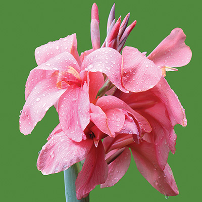 bloemriet-(Canna-indica-Pink)