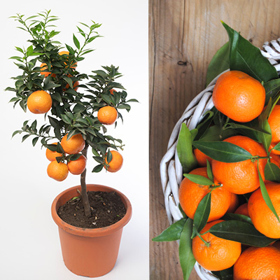 mandarijnboompje-(Citrus-reticulata)