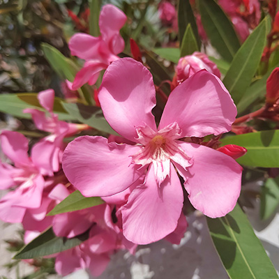 oleander-(Nerium-oleander-Pink)