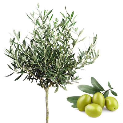 olijfboompje-op-stam-(Olea-europaea)