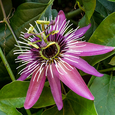 passiebloem-(Passiflora-Caerulea-Pink)