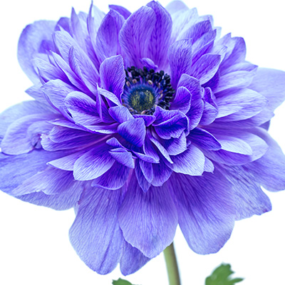 klaproos anemoon (Anemone-coronaria-Animo-Double-F1-Blue-Colours)