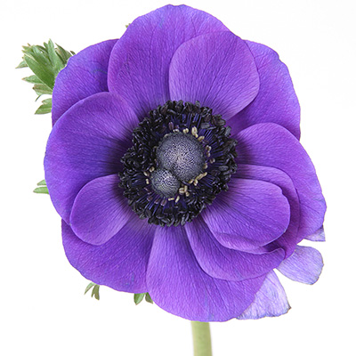 klaproos anemoon (Anemone-coronaria-Animo-F1-Blue-Colours)