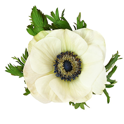 klaproos anemoon (Anemone-coronaria-Animo-F1-White-Colours)
