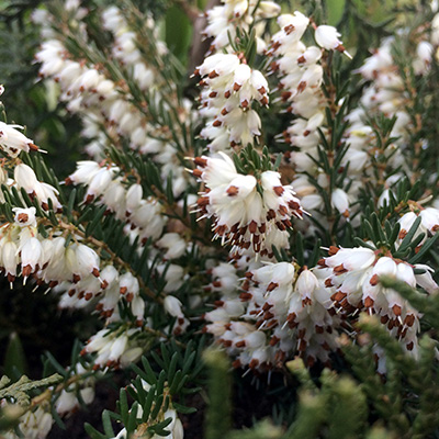 winterheide (Erica-darleyensis-White-Perfection)