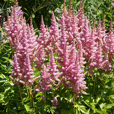 pluimspirea-(Astilbe-chinensis-Vision-in-Pink)