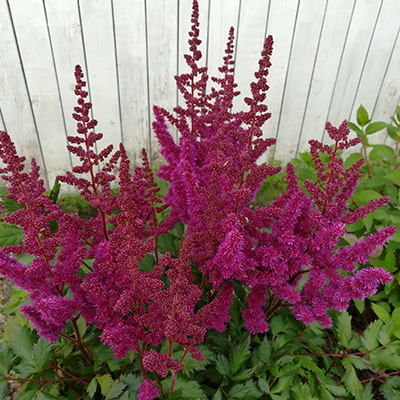 pluimspirea-(Astilbe-chinensis-Vision-in-Red)