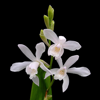 Japanse orchis / winterharde-tuinorchidee-(Bletilla-striata-Alba)