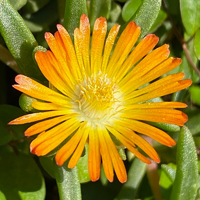 ijsbloem (Delosperma-cultivars-Suntropics®-Copper)