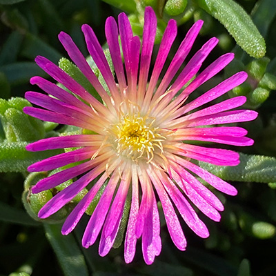 ijsbloem (Delosperma-cultivars-Suntropics®-Pink)