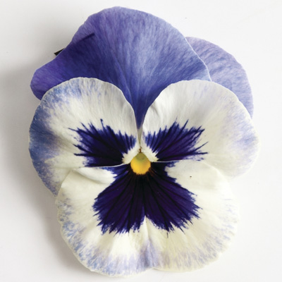 viooltje groot (Viola-wittrockiana-Matrix-F1-Delft-Blue)