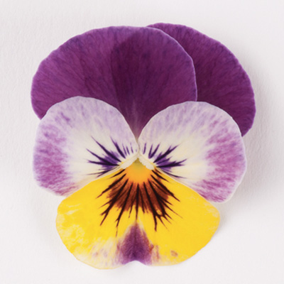 viooltje klein (Viola-cornuta-EVO-Mini-F1-Raspberry-Joker)