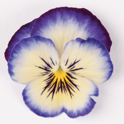 viooltje klein (Viola-cornuta-EVO-Mini-F1-Sorbet-XP-F1-Neptune)